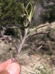 Castilleja organorum