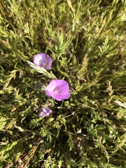 Eremalche parryi kernensis