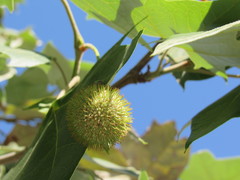 Platanus