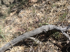 Castilleja organorum