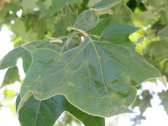 Platanus