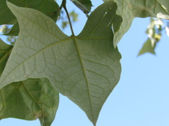 Platanus