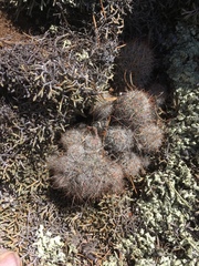 Escobaria organensis