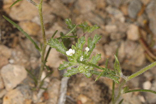 Image of Ipomopsis polycladon by (c) Steve Matson, some rights reserved (CC BY)