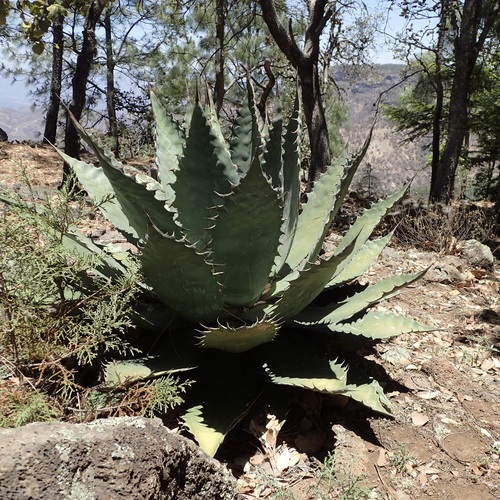 Agave wocomahi