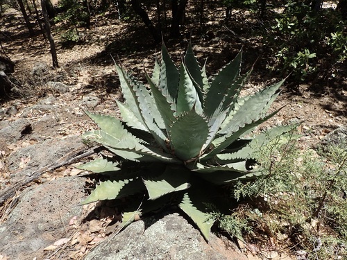 Agave wocomahi