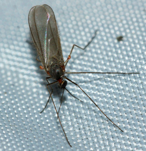 Midial Insects Photo 348277901, (c) Andrew Meeds, some rights reserved (CC BY ...