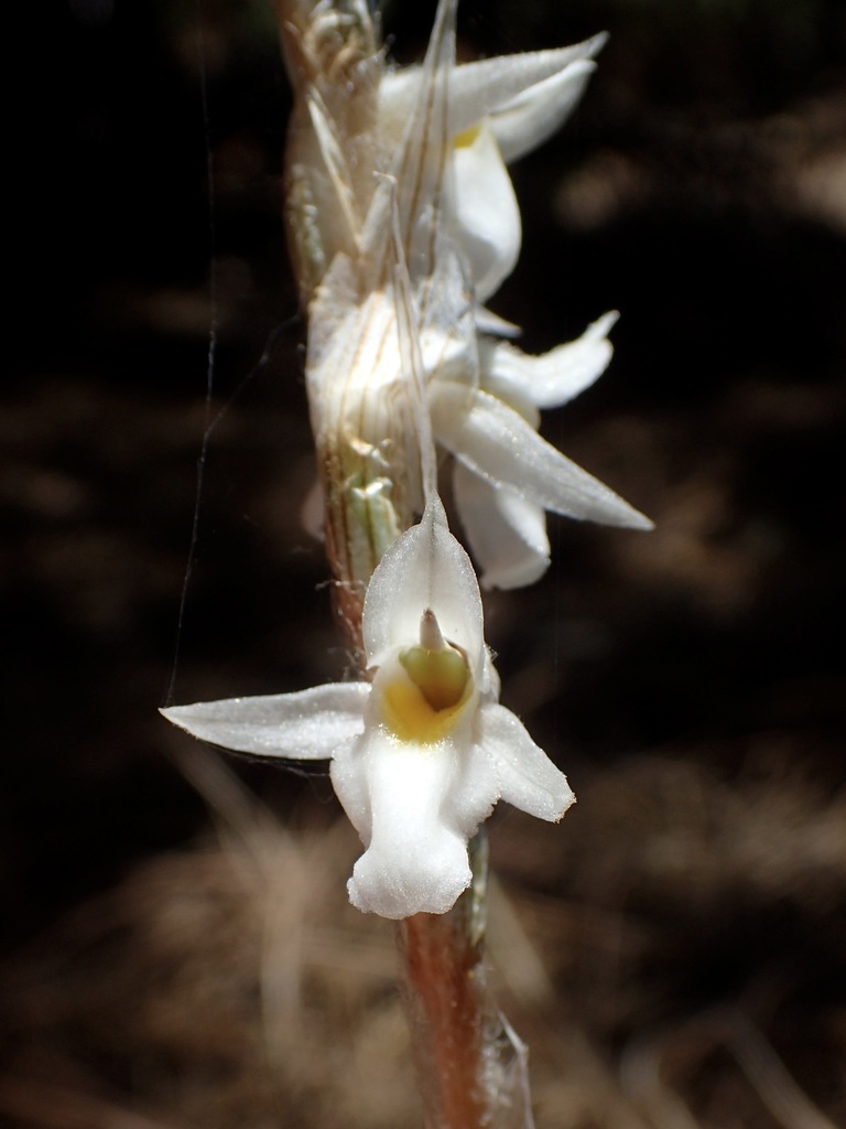 Deiregyne eriophora