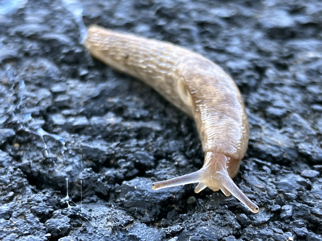 Milky Slug from Silver Spring, MD, USA on January 27, 2024 at 08:31 AM ...