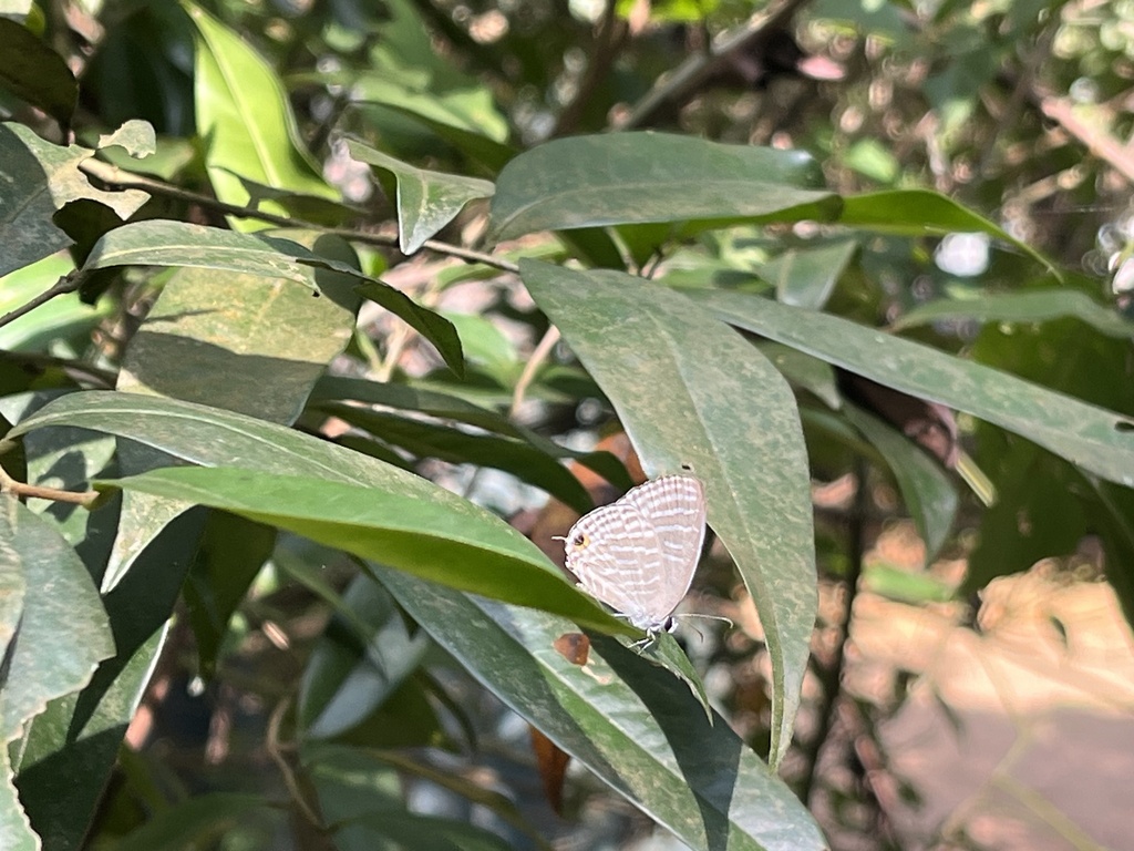 Common Cerulean from Cejlon, Western Province, LK on January 27, 2024 ...