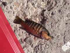 Lutjanus novemfasciatus