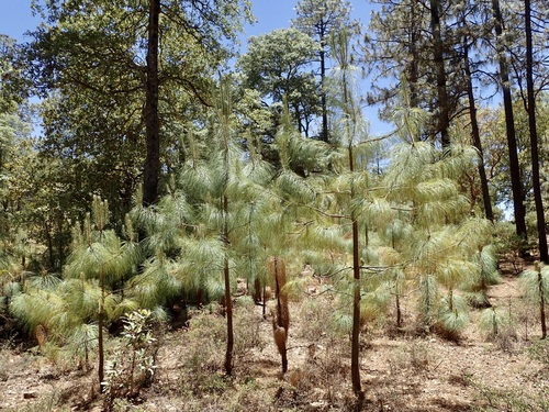Image of Pinus maximinoi by (c) Sue Carnahan, some rights reserved (CC BY)