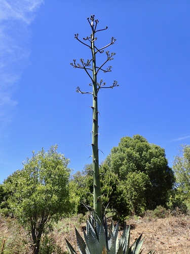 Agave wocomahi