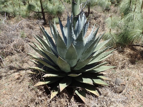 Agave wocomahi