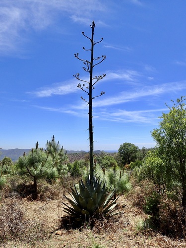 Agave wocomahi