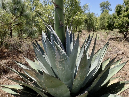 Agave wocomahi