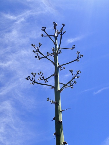Agave wocomahi