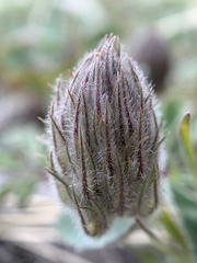Trifolium macrocephalum