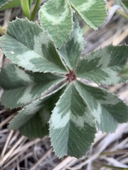 Trifolium macrocephalum