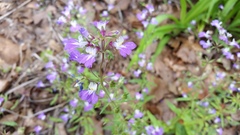 Collinsia violacea