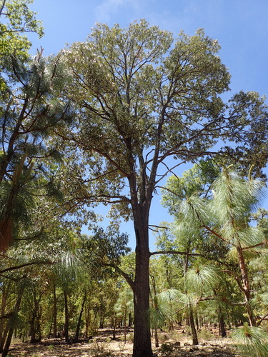 Quercus scytophylla