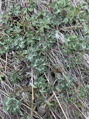 Trifolium macrocephalum
