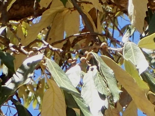 Quercus scytophylla