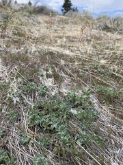 Trifolium macrocephalum