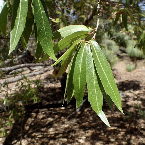 Image of Quercus viminea by (c) Sue Carnahan, some rights reserved (CC BY)