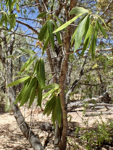 Image of Quercus viminea by (c) Sue Carnahan, some rights reserved (CC BY)