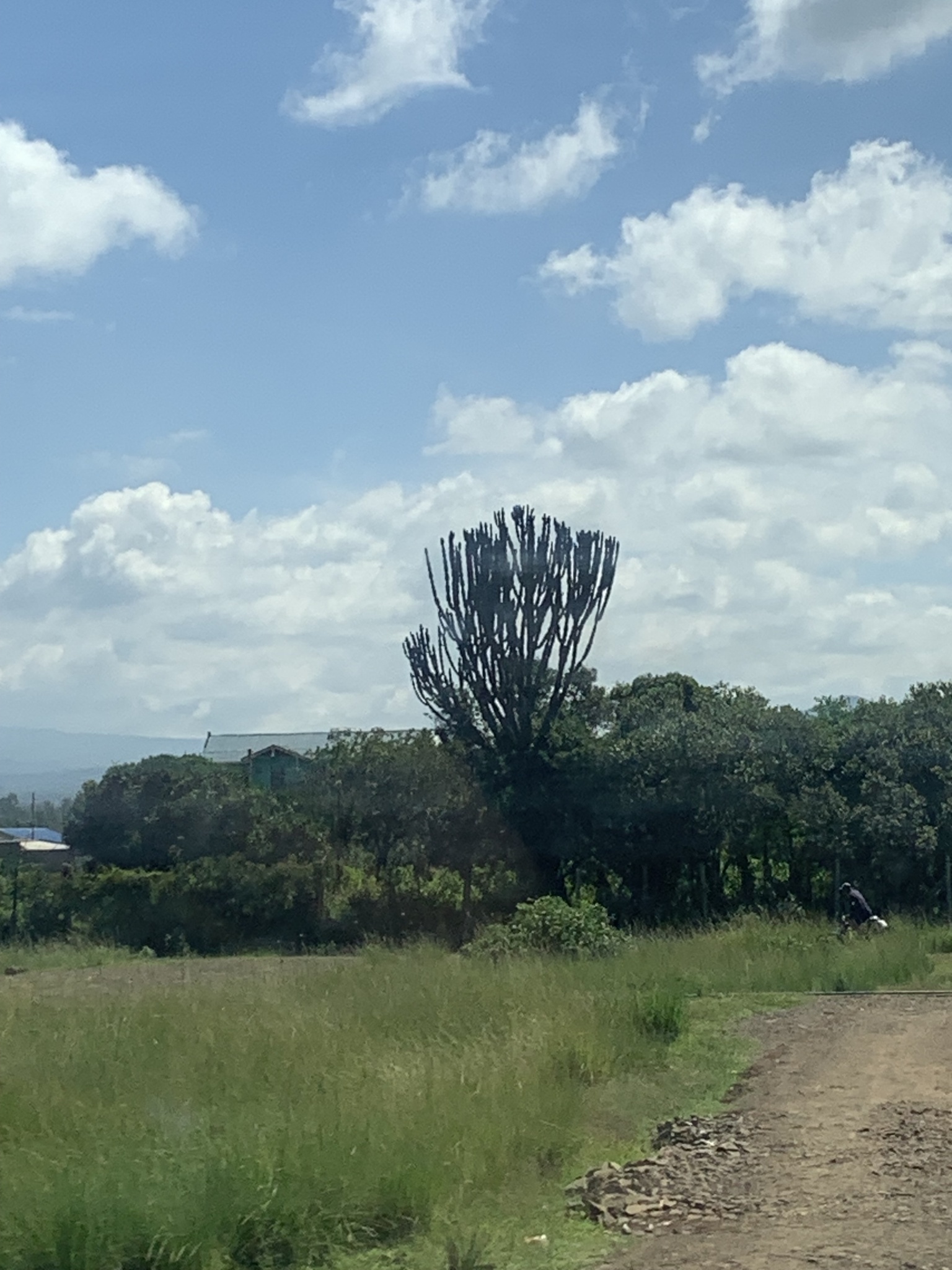 Imagem de Cacto-candelabro