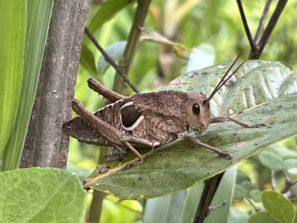 Staleochlora curupira