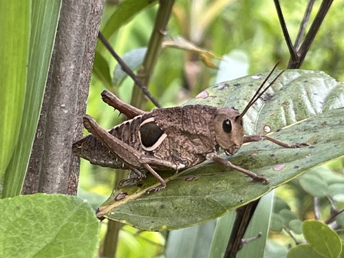 Staleochlora curupira