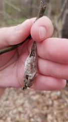 Callosamia promethea