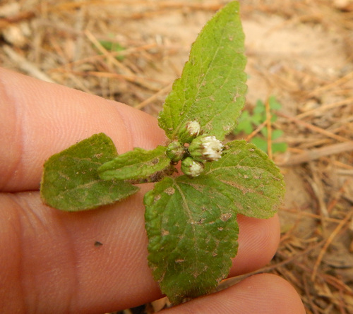 billygoat weed