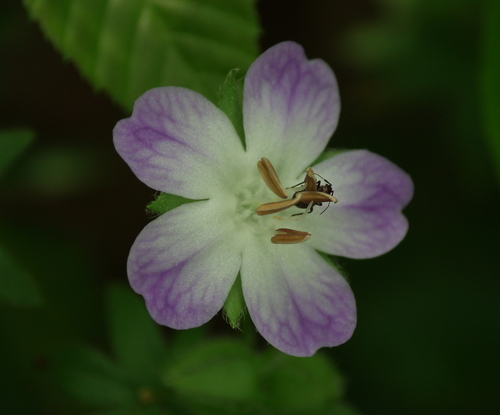 Largeflower baby blue eyes (Nemophila phacelioides)