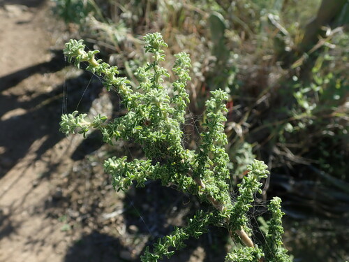 Image of Adenocarpus foliolosus by (c) Daniel Cahen, some rights reserved (CC BY)