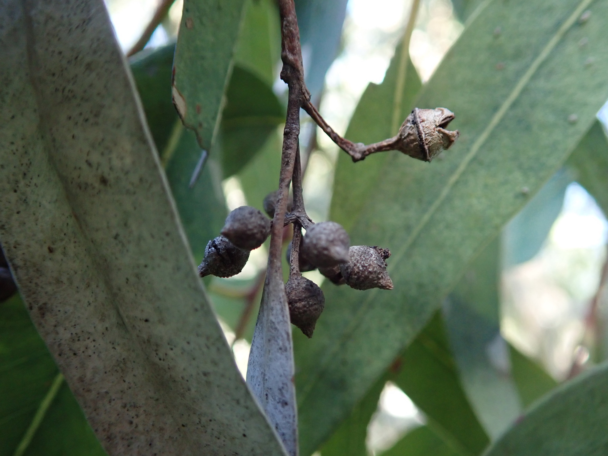 Eucalyptus camaldulensis