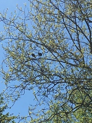 Pelecaniformes