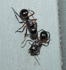Polyrhachis femorata