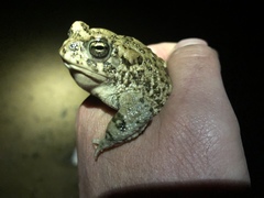 Anaxyrus microscaphus