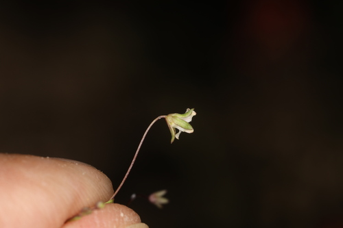 Image of Nemacladus inyoensis by (c) Steve Matson, some rights reserved (CC BY)