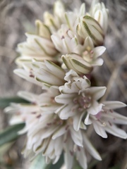 Allium parvum