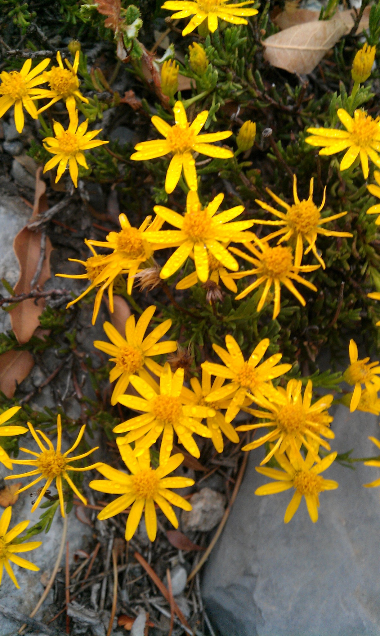 Chrysactinia