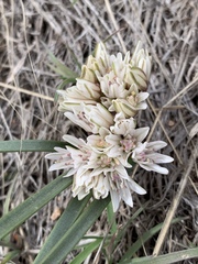 Allium parvum