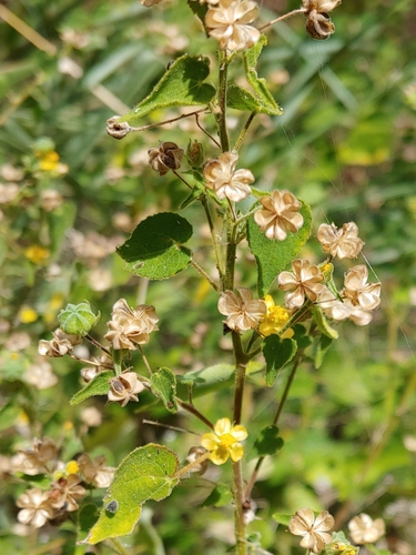 Viscid mallow (Abutilon viscosum)
