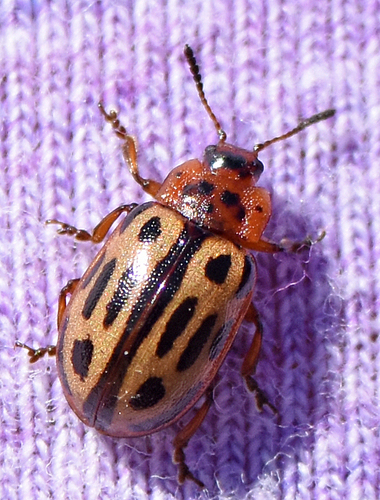 Point-lined Leaf Beetle