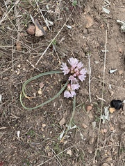 Allium parvum