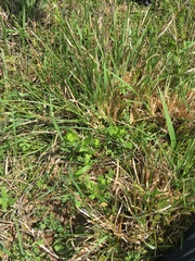 Valerianella locusta