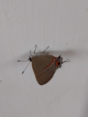 Electrostrymon hugon